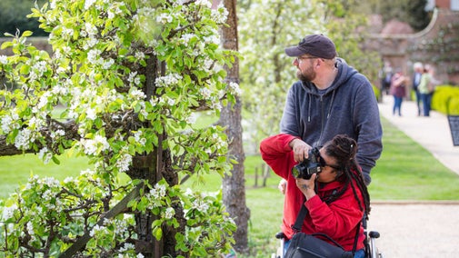 Visitor photographing white blossom on a tree from their wheelchair at Beningbrough Hall in North Yorkshire